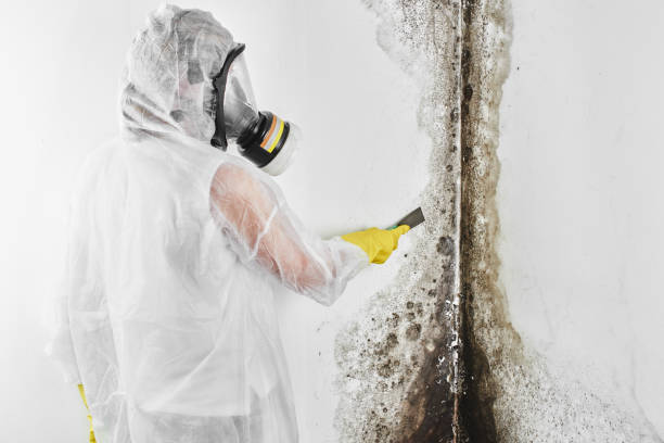 Trusted Midlothian, VA Mold Removal Experts