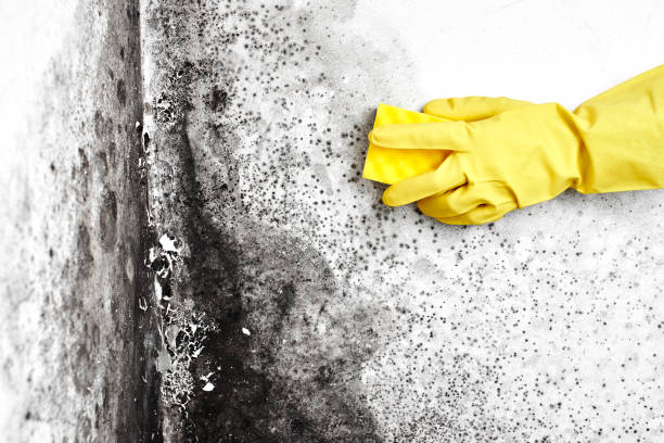 Attic Mold Removal in Midlothian, VA