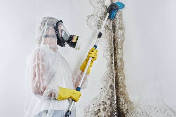Best Emergency Mold Removal  in Midlothian, VA