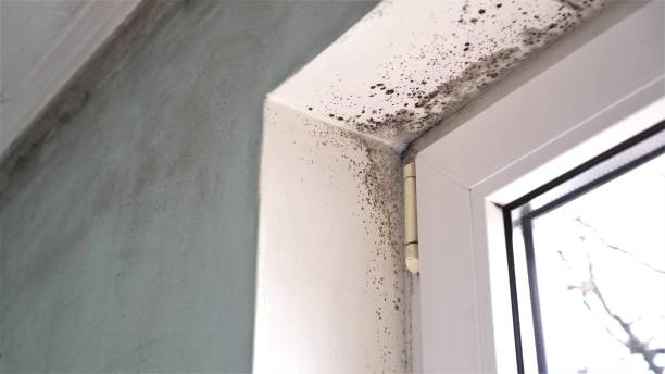 Best Residential Mold Removal  in Midlothian, VA