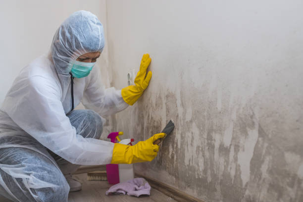Best Fast Mold Removal  in Midlothian, VA