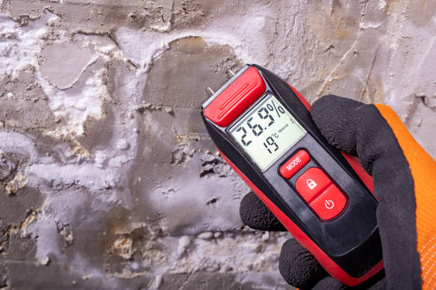 Best Mold Damage Repair  in Midlothian, VA