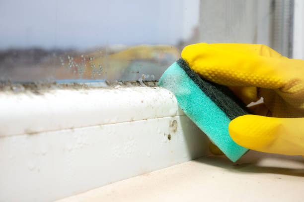 Best Commercial Mold Removal  in Midlothian, VA