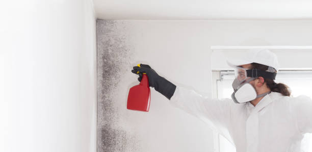 Best Mold Testing  in Midlothian, VA