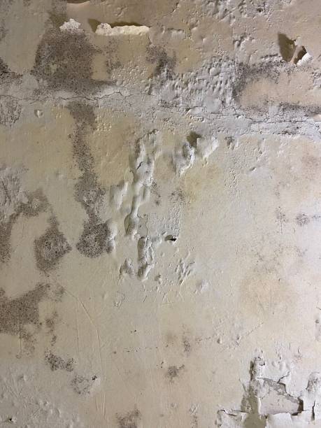 Best Black Mold Removal  in Midlothian, VA
