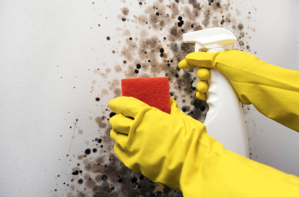 Best Commercial Mold Removal  in Midlothian, VA