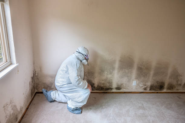 Best Mold Removal Company Near Me  in Midlothian, VA