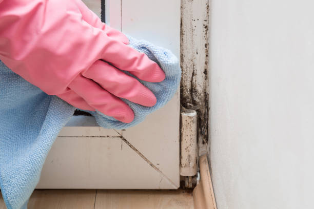 Office Mold Removal Services in Midlothian, VA
