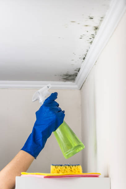Best Water Damage Restoration  in Midlothian, VA