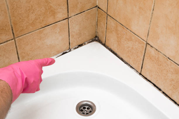 Best Mold Remediation  in Midlothian, VA
